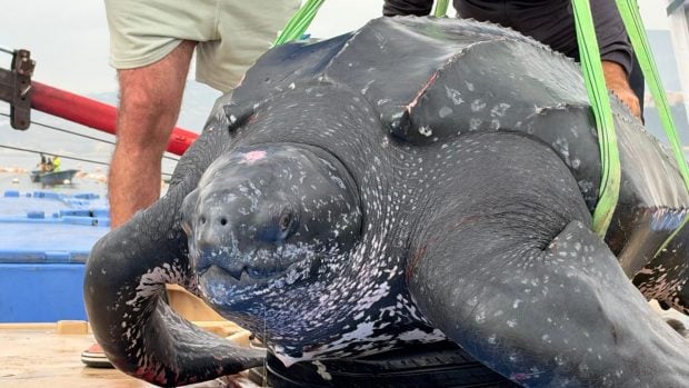 tortuga rescatada en Ceuta