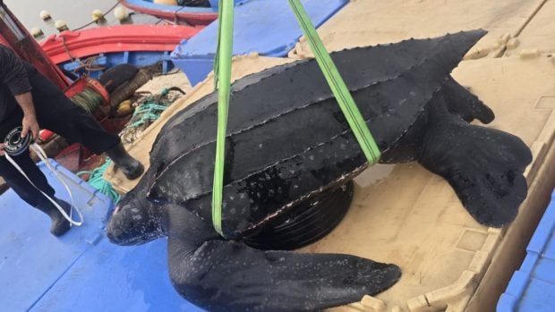tortuga rescatada en Ceuta en la cubierta del barco