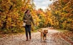 Perro y avanzar paseo