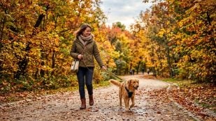 Perro y avanzar paseo