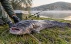 pescador, pesca, pescadores, peces, sirulo