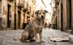 Perros callejeros