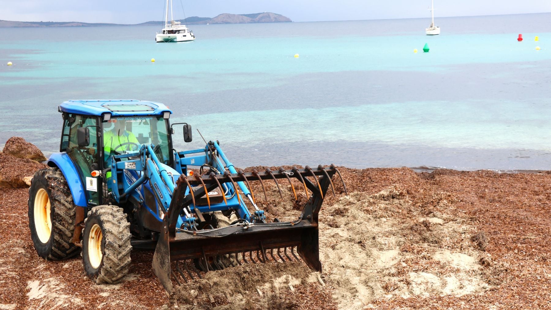 Ibiza devuelve toneladas de posidonia a dos de sus playas más turísticas para proteger la arena de los temporales de invierno