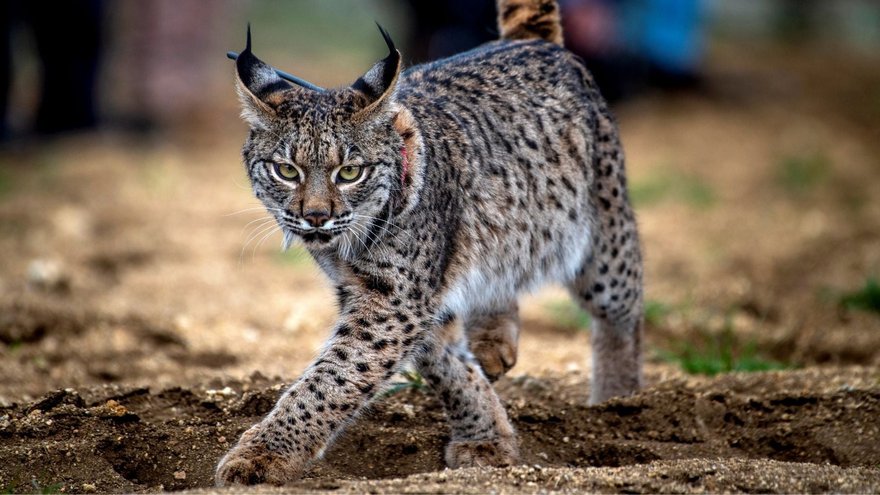 El lince ibérico (EFE).