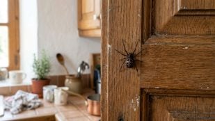 Soltar araña al aire libre