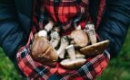 Setas, curiosidades, naturaleza