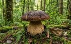 Sale a buscar setas por un pinar de Burgos y encuentra un boletus enorme que supera el tamaño de su propia cabeza: «No es un boletus, es una sombrilla»