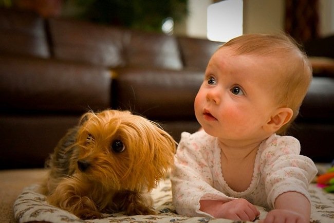 9 ventajas de tener mascotas en una casa con niños