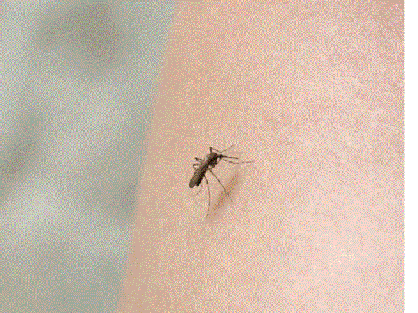 mosquito-general