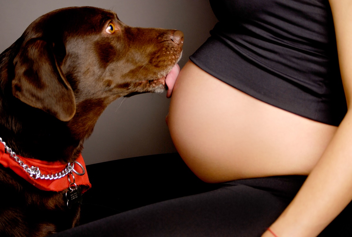 Resultado de imagen para embarazadas y perros