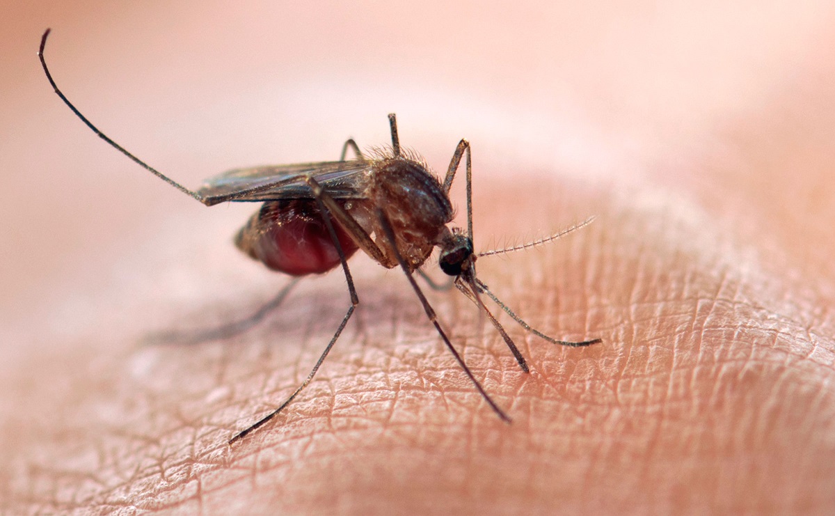 Virus zika. Todo lo que hay que saber