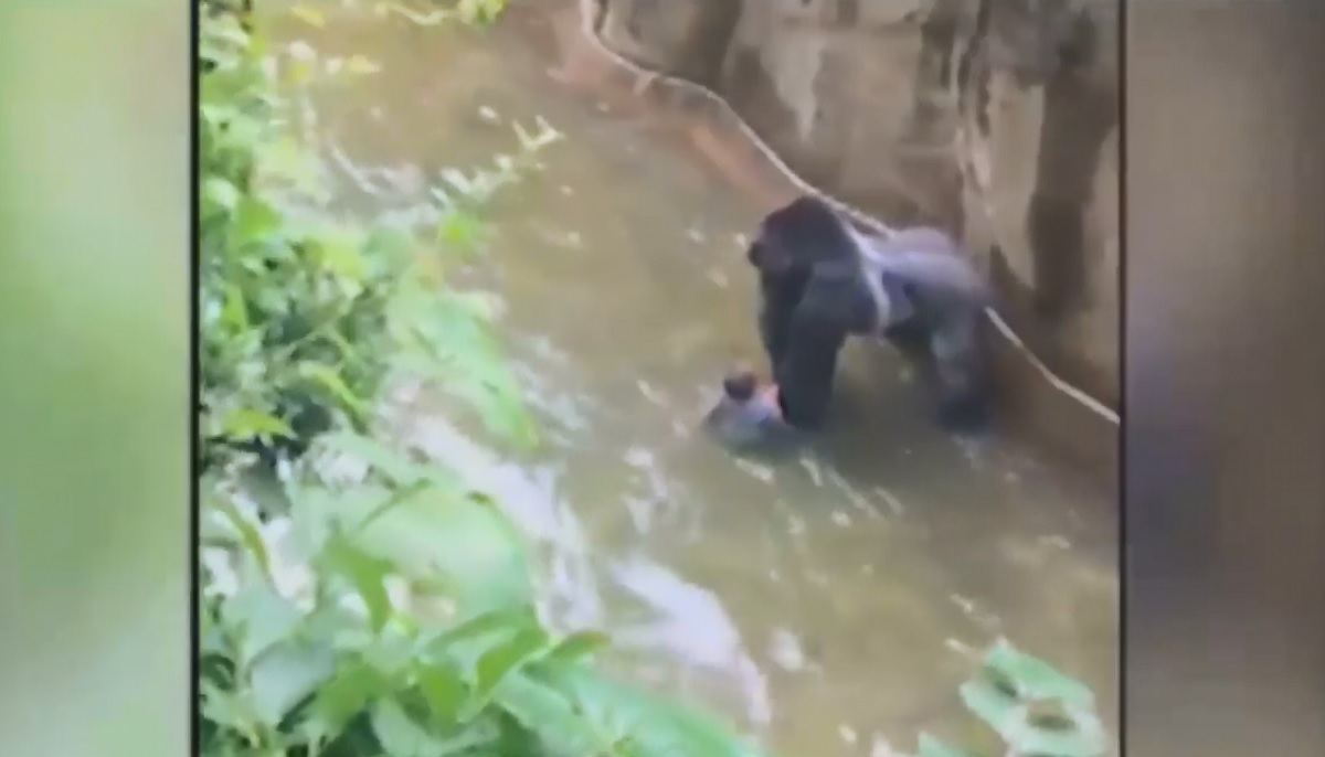 Matan a un gorila para salvar a un bebé que cayó en su jaula