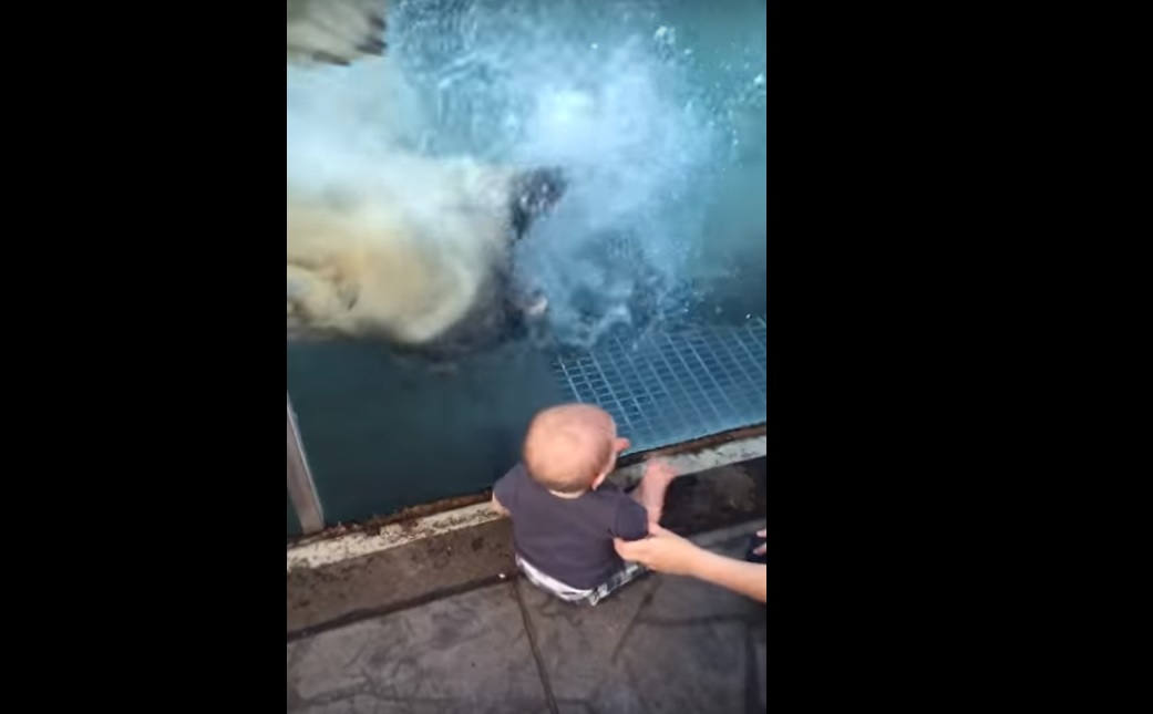 Viral: oso polar intenta atacar a un bebé