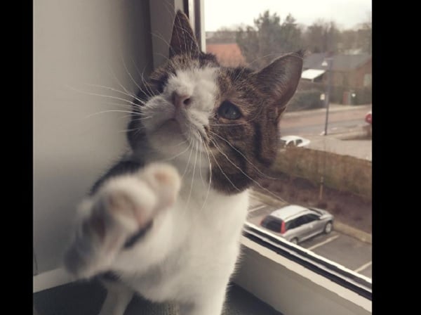Viral: el gato con Down que se ha convertido en la mascota perfecta