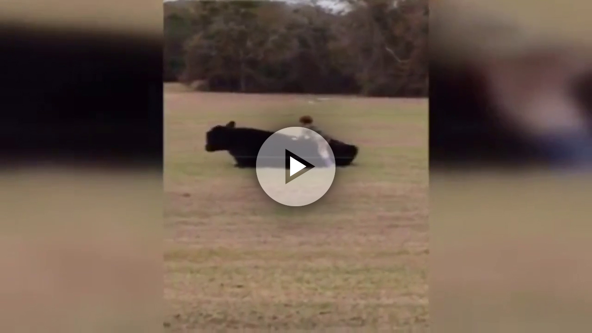 ¡Increíble! Padre paga a su hijo pequeño para que salte sobre una vaca