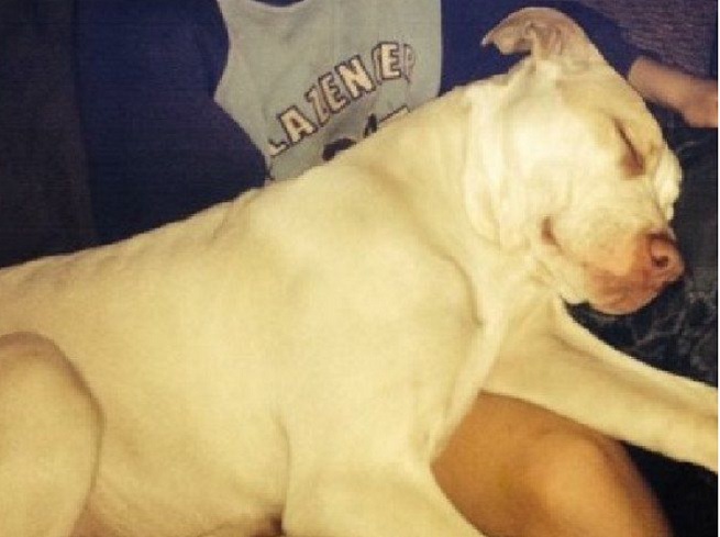 pitbull-salva ?>