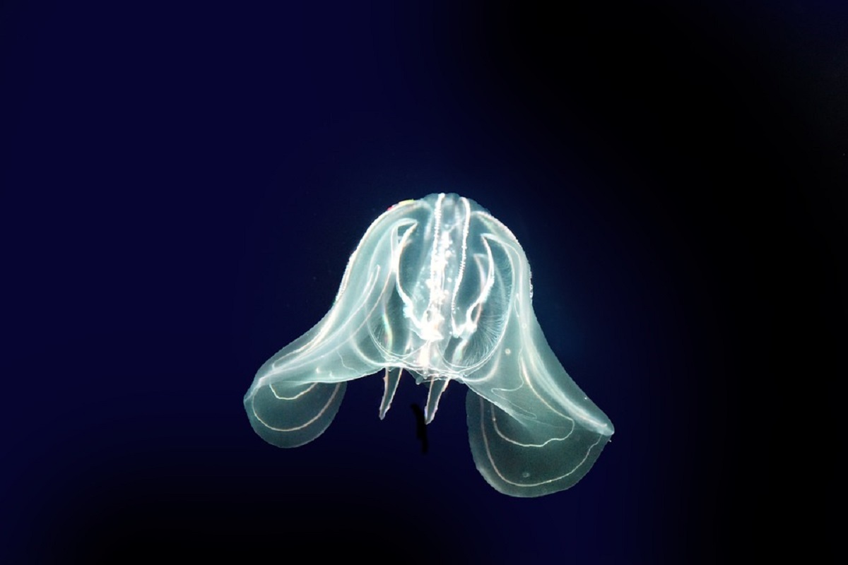 Cómo tratar una picadura de medusa