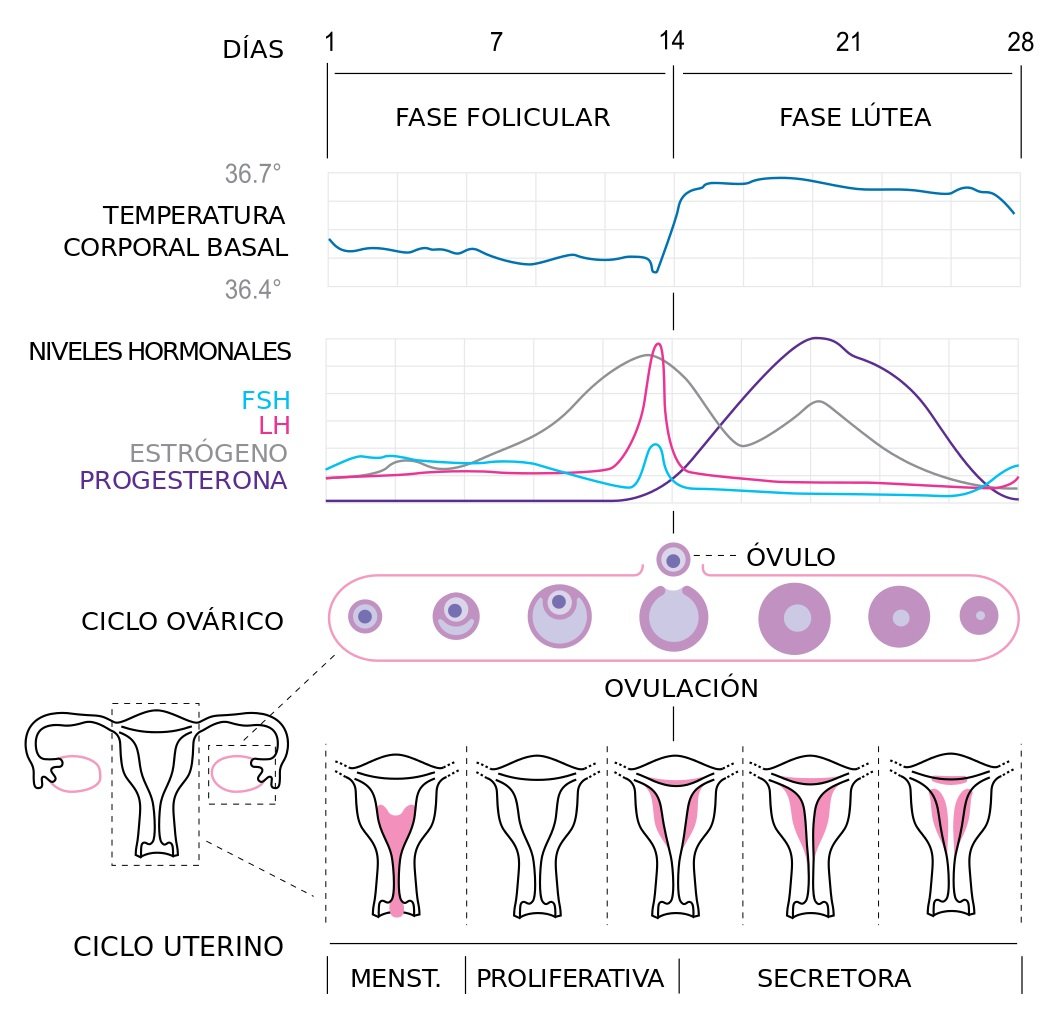 Ciclo Menstrual Fases Del Ciclo Menstrual Y Días Fértiles