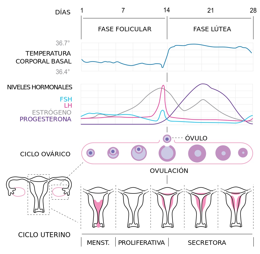 Ciclo Menstrual Fases Del Ciclo Menstrual Y D as F rtiles
