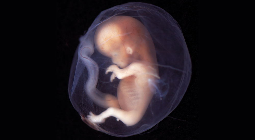 El feto en la semana 7 de embarazo.
