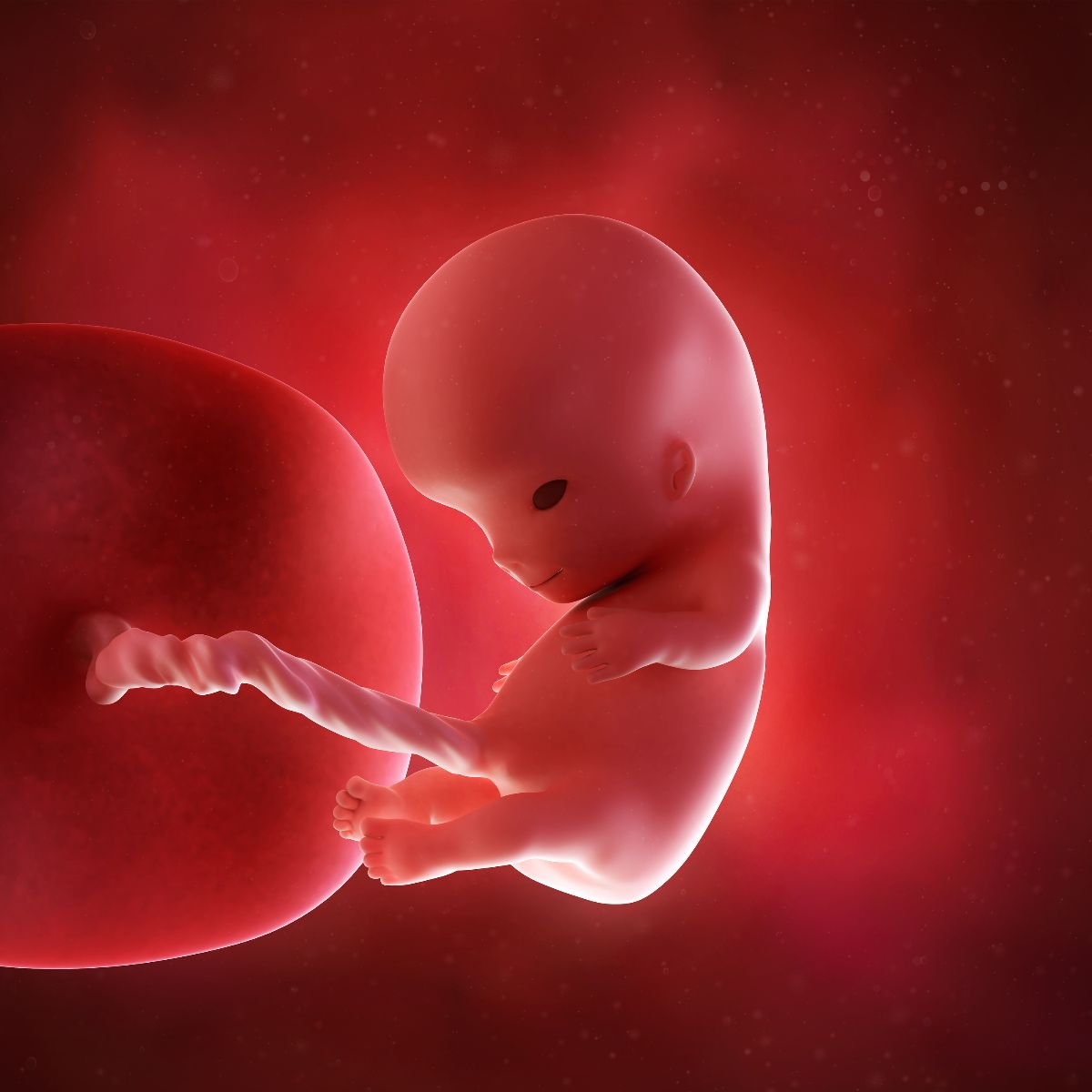 Resultado de imagen de feto embarazada