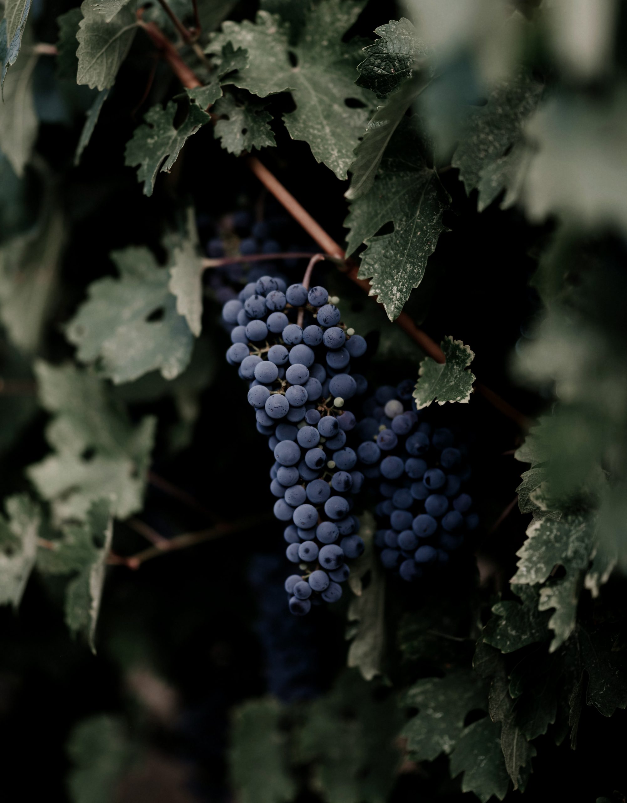 Uvas