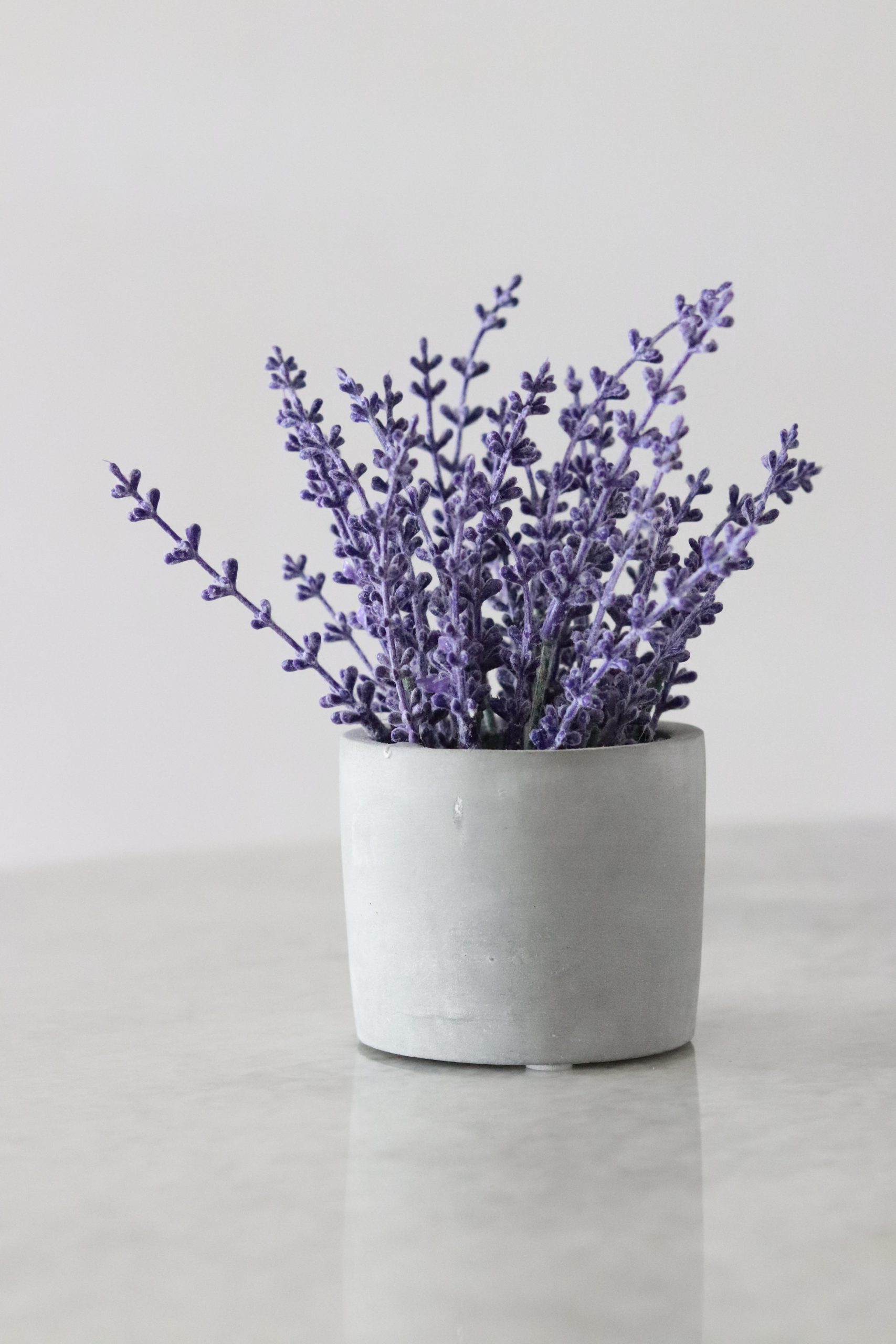 Lavanda./Foto: Unsplash