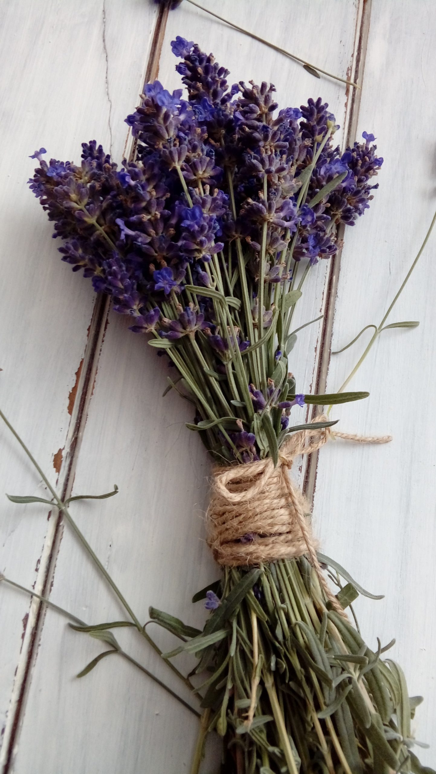 Lavanda