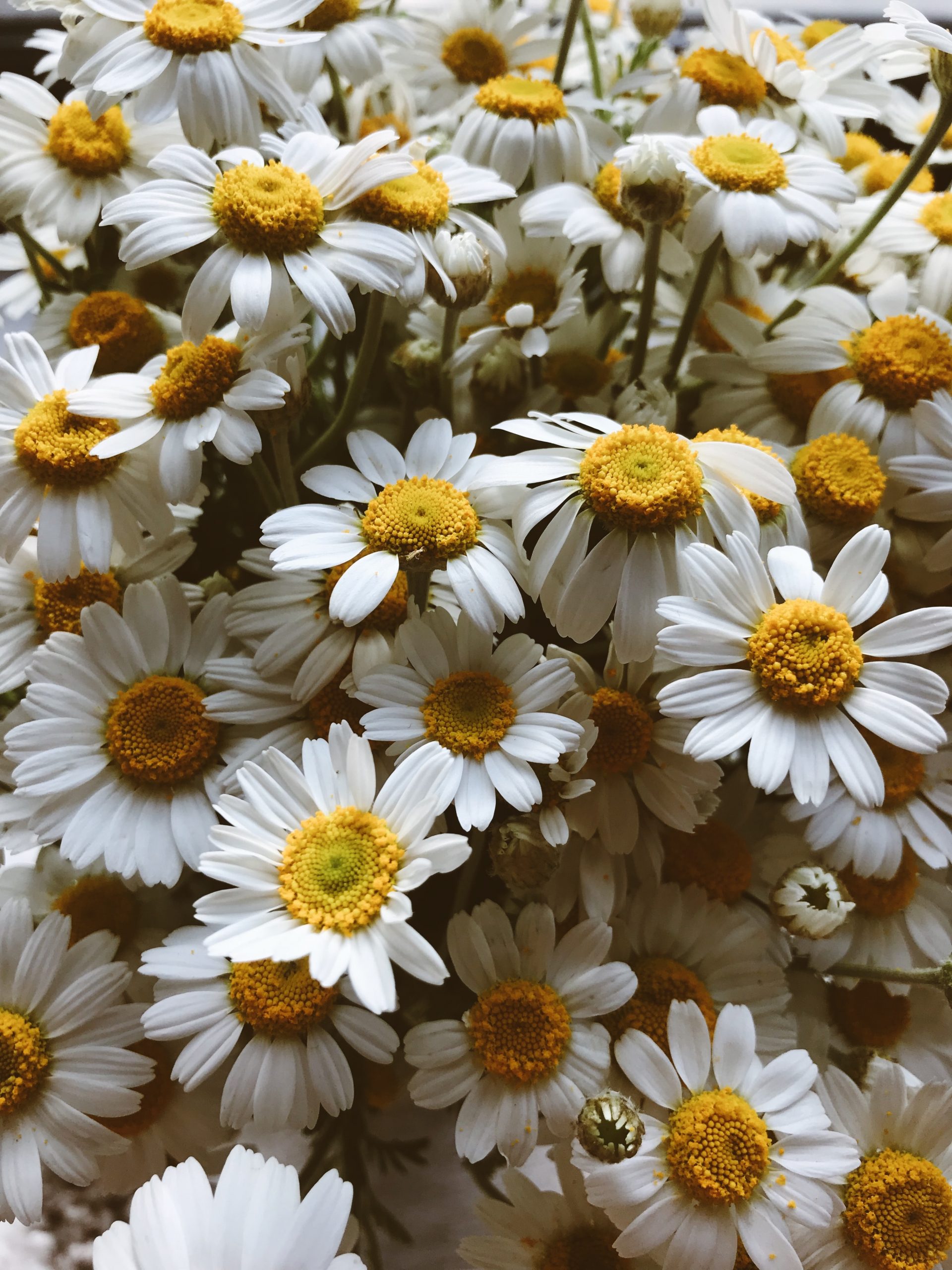 Flor de la manzanilla./Foto: Unsplash
