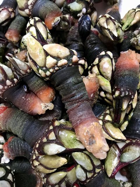 Percebes, marsico