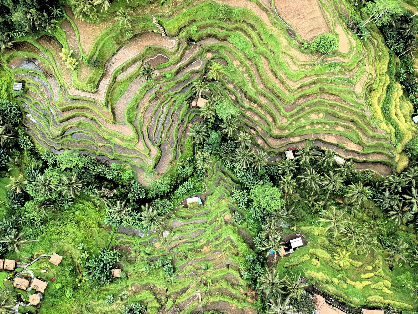 Ubud, en Bali