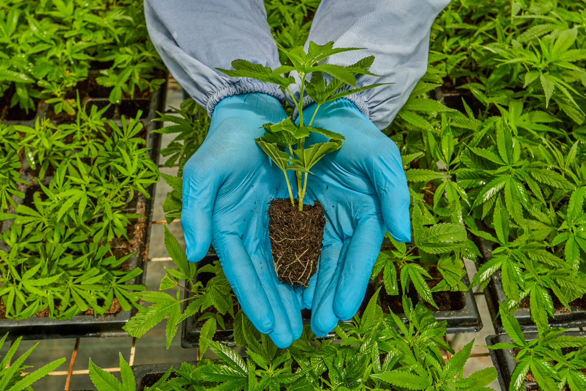 Foto: Khiron Life Sciences Corp.