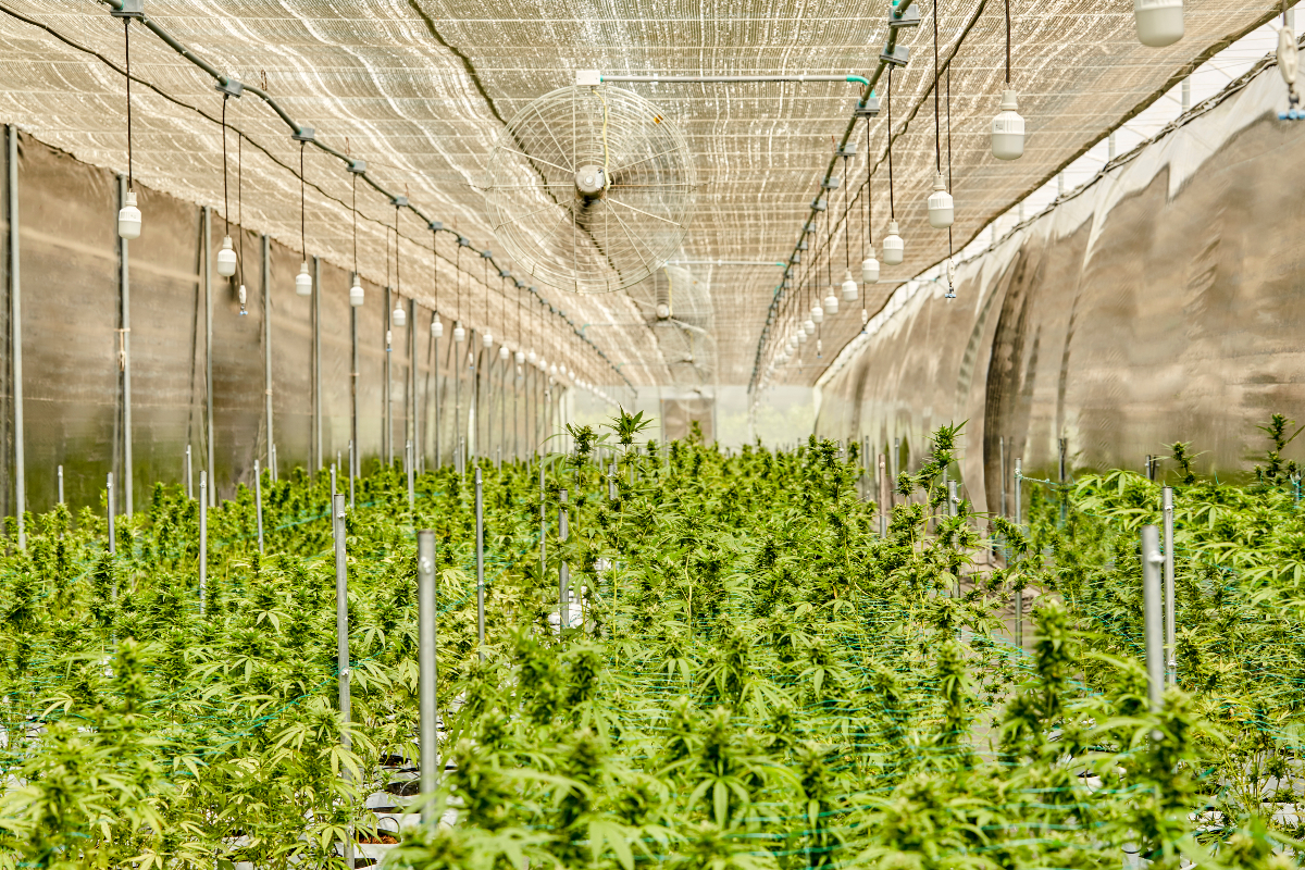 Los plantaciones de cultivo de Kuida/Foto: Kuida