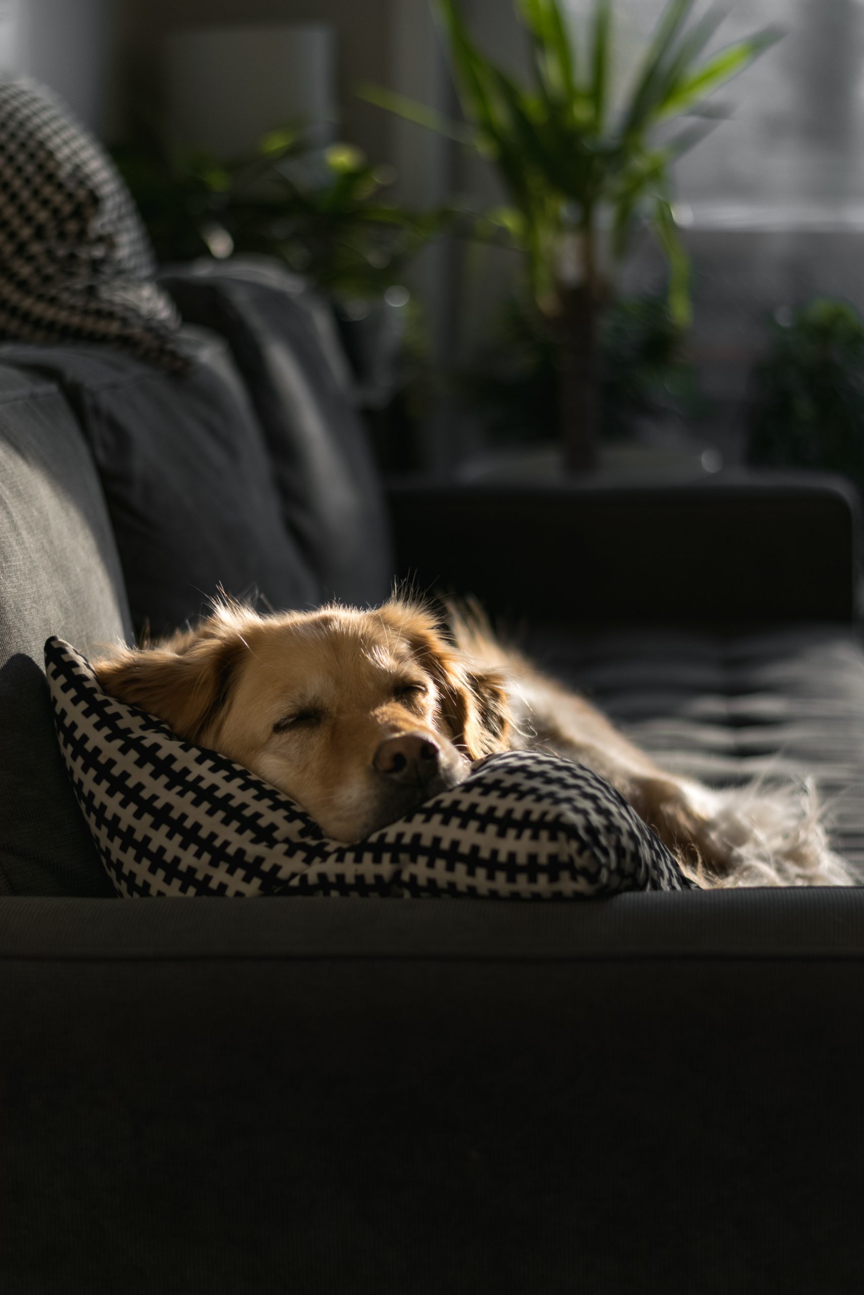 Perro durmiendo. /Foto: Pexels