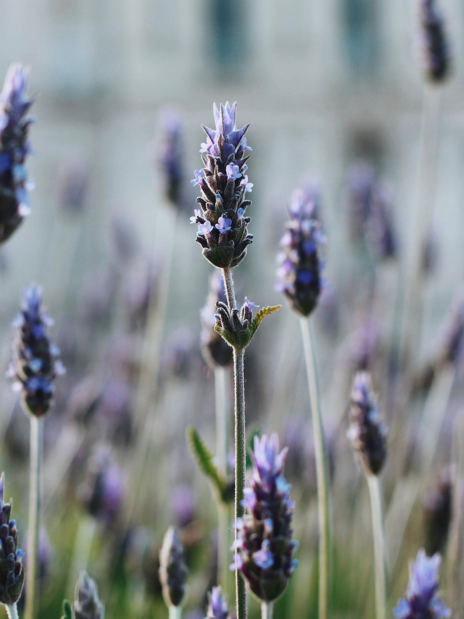 Lavanda