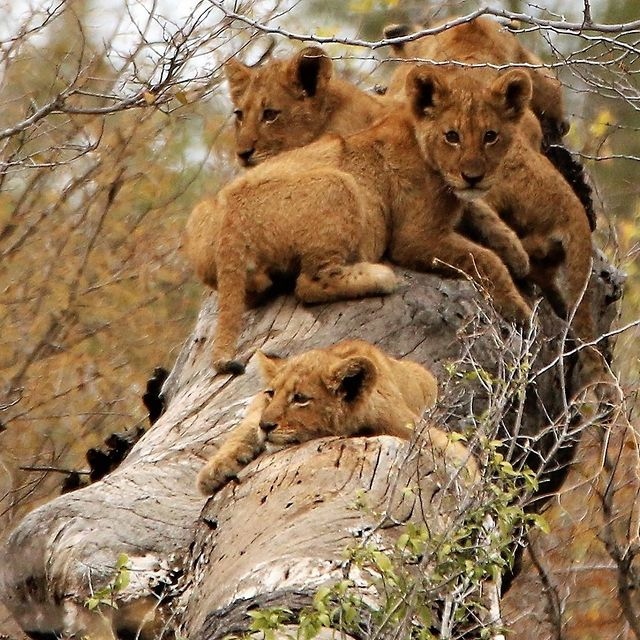 Roar &Aacute;frica