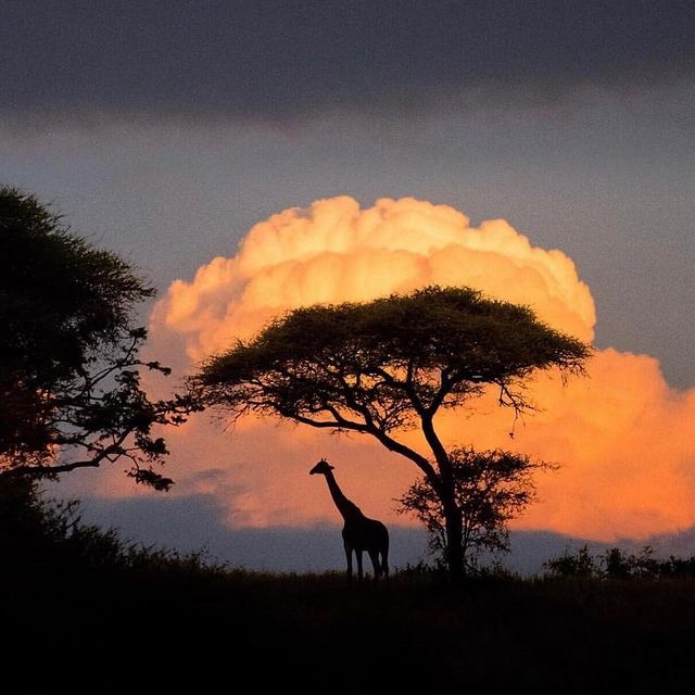 Roar &Aacute;frica