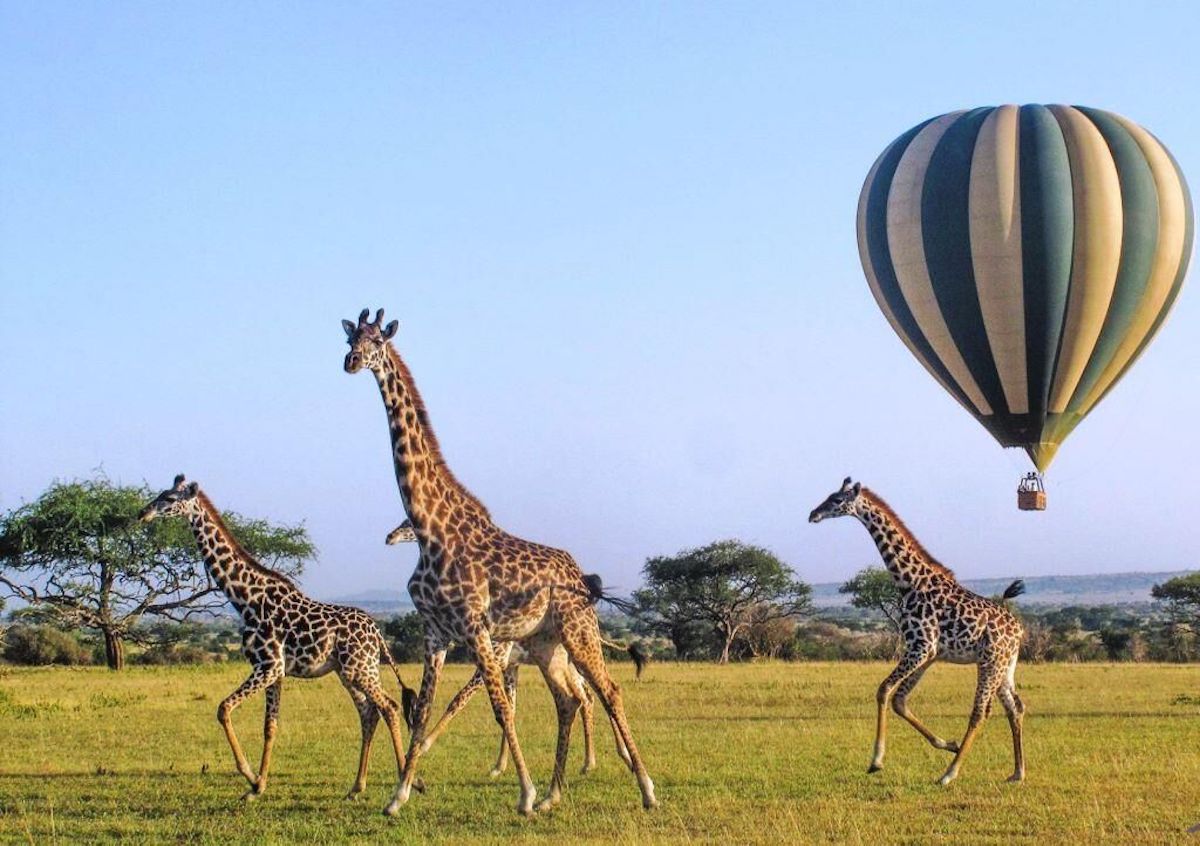 Roar &Aacute;frica