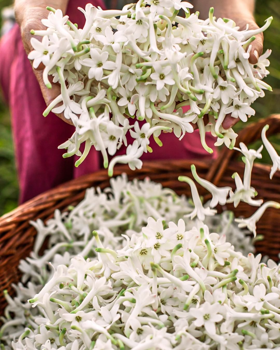 Flores