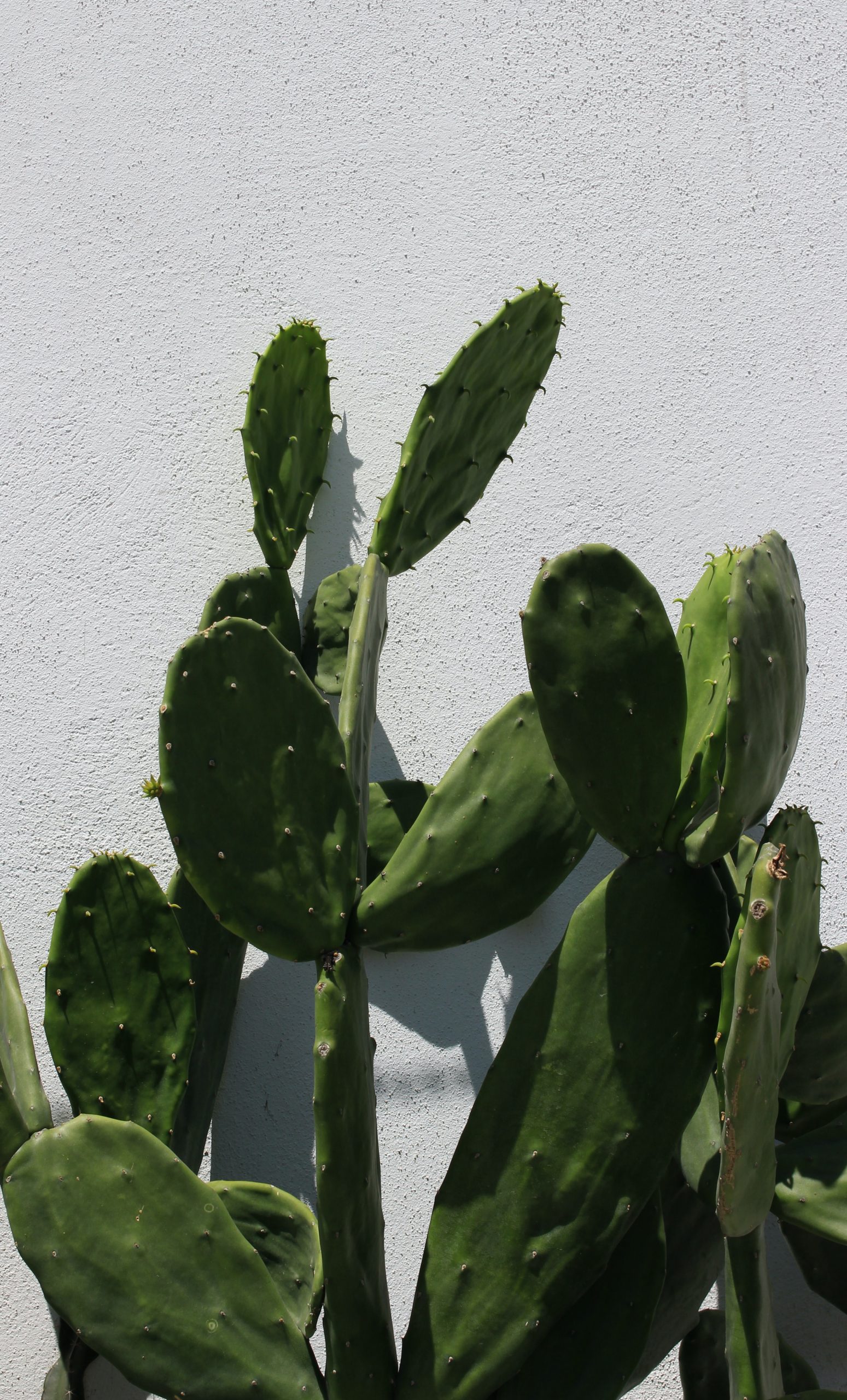 Nopal