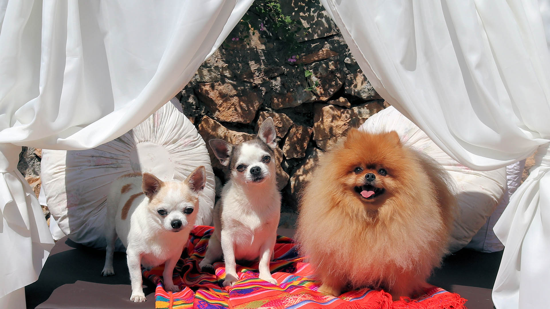 Foto: Tidy Dog Hotel Marbella