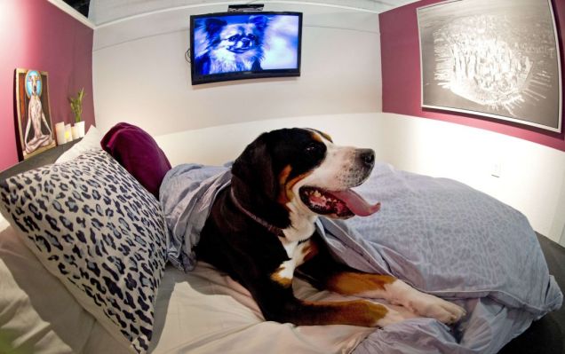 Foto: D Pets Hotels