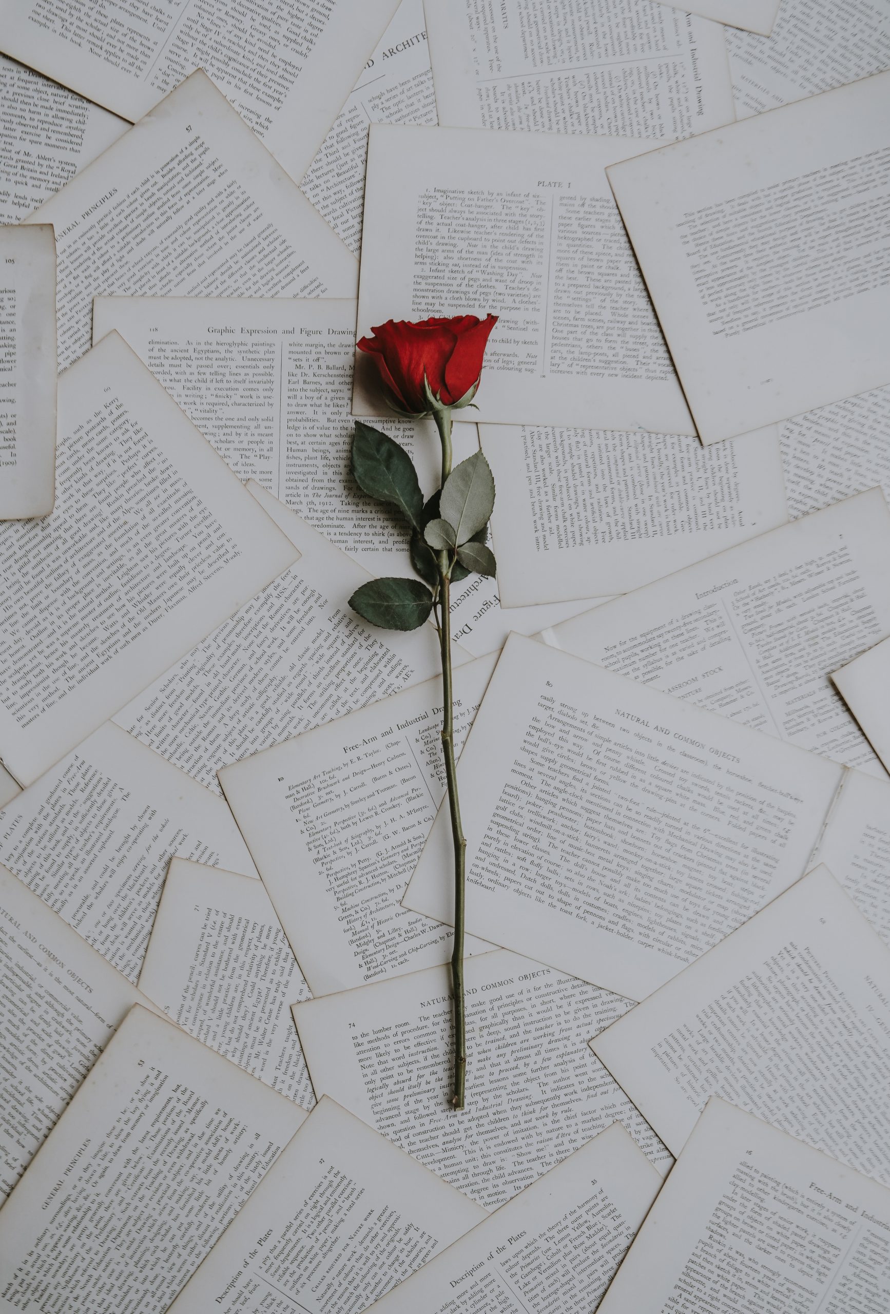 Rosa