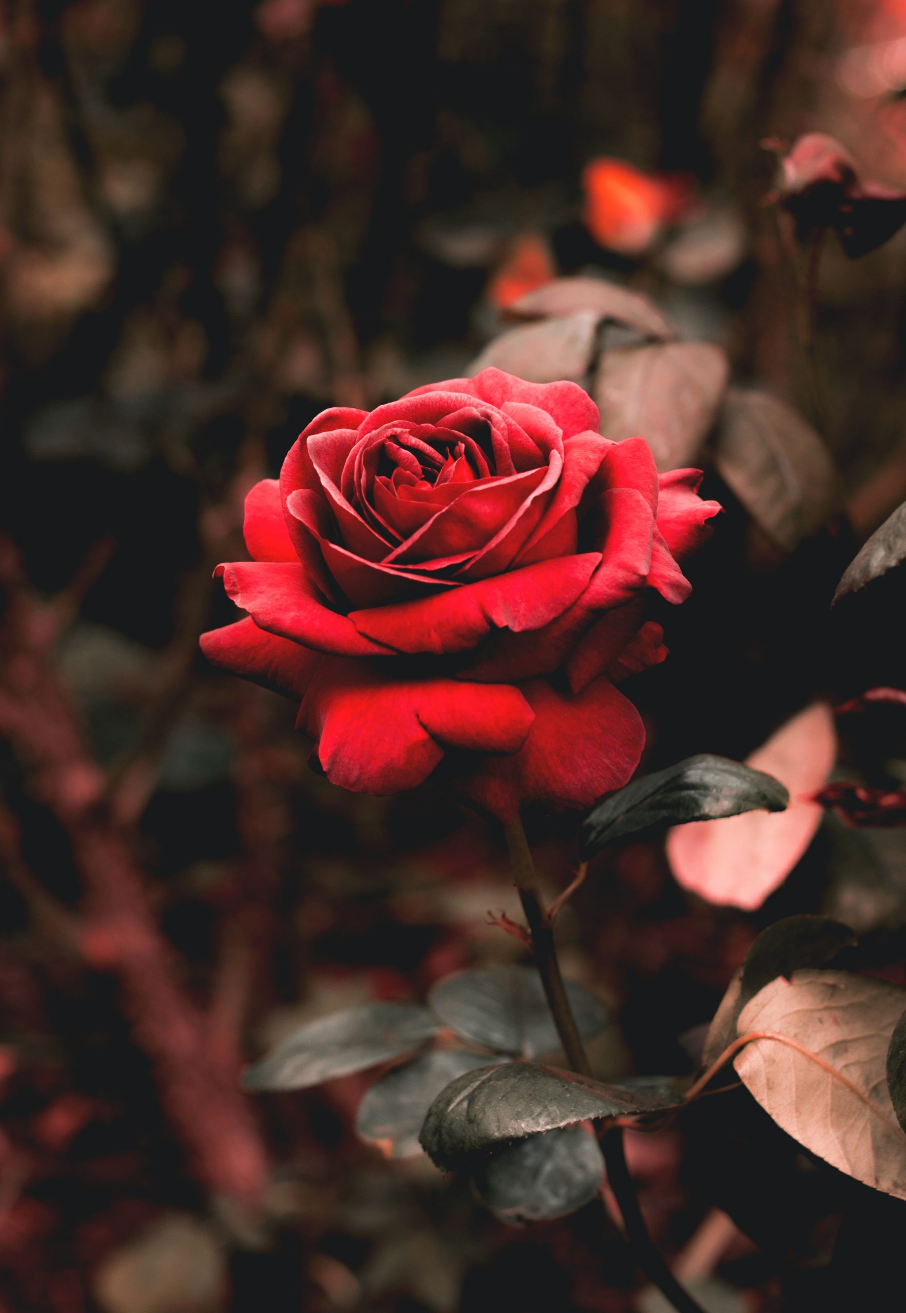 Rosa