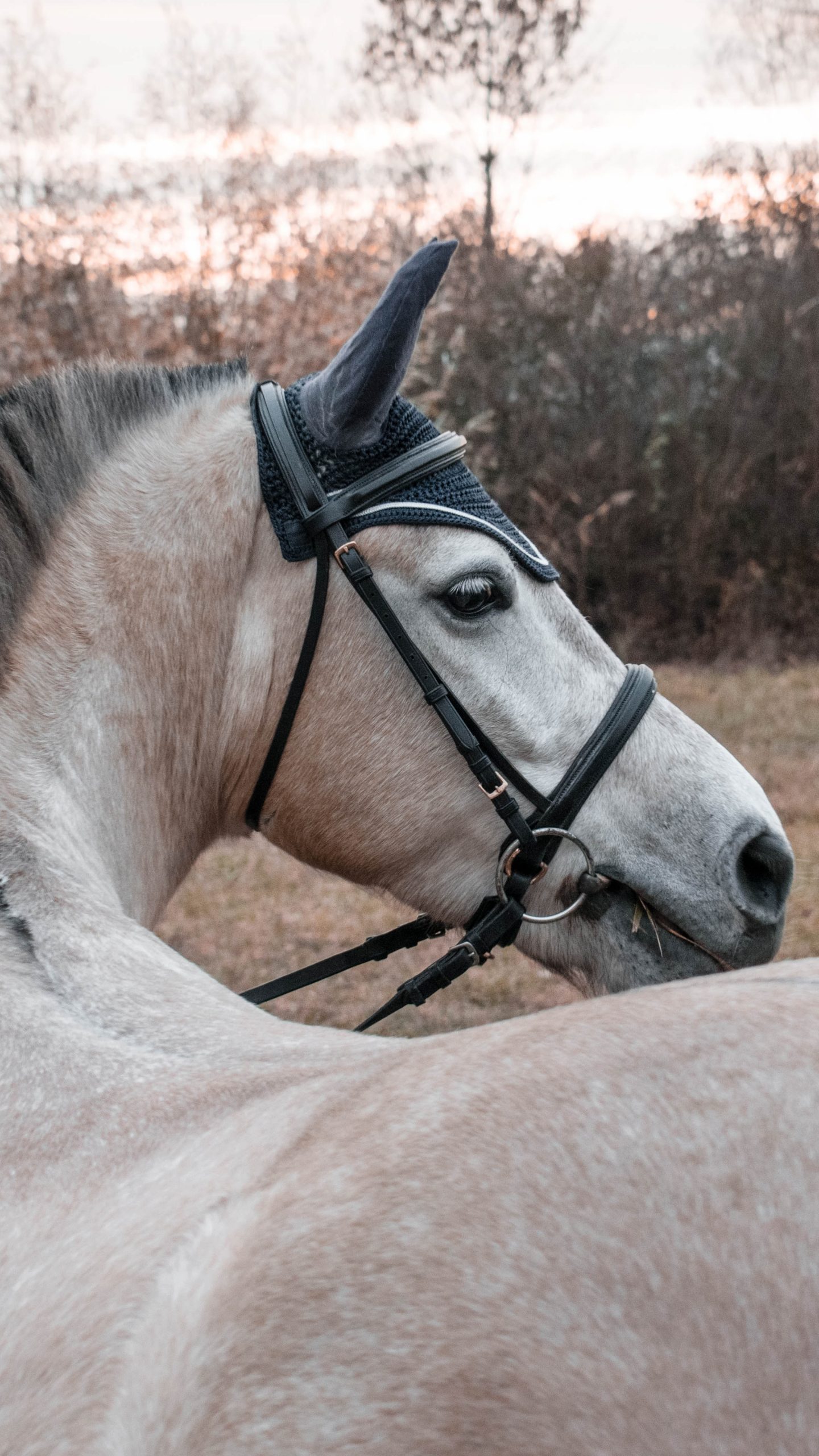Caballo