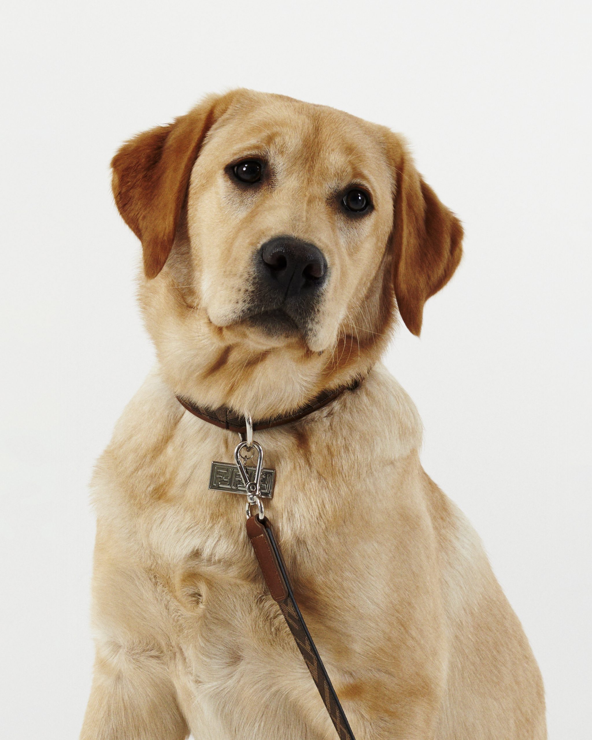 Collar para perro / Foto: Fendi