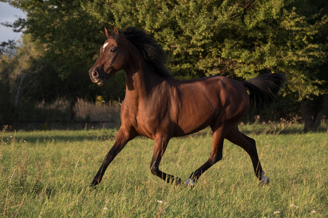 Un caballo en la naturaleza