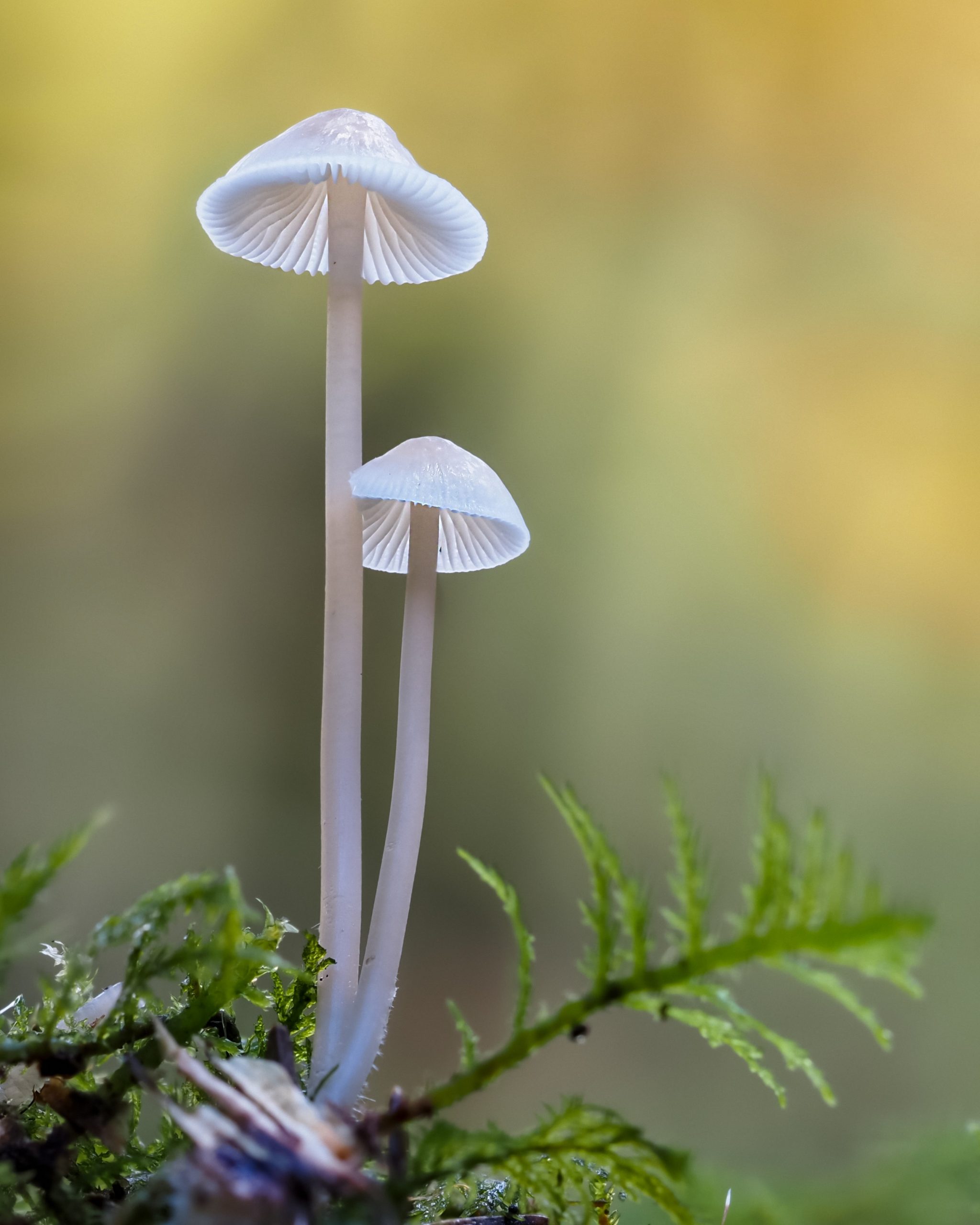 Hongos