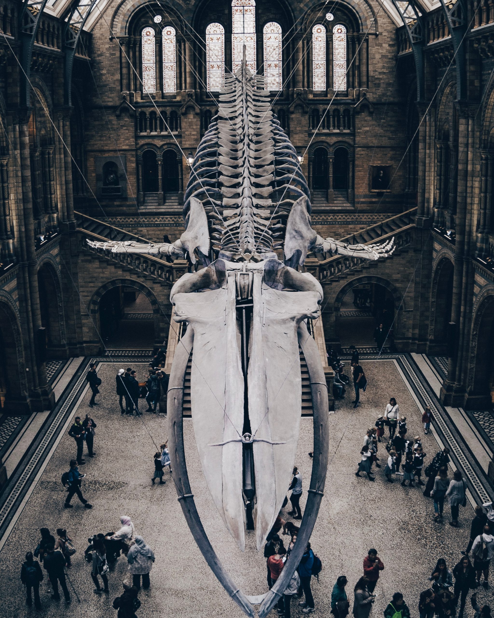 Natural History Museum, Nueva York