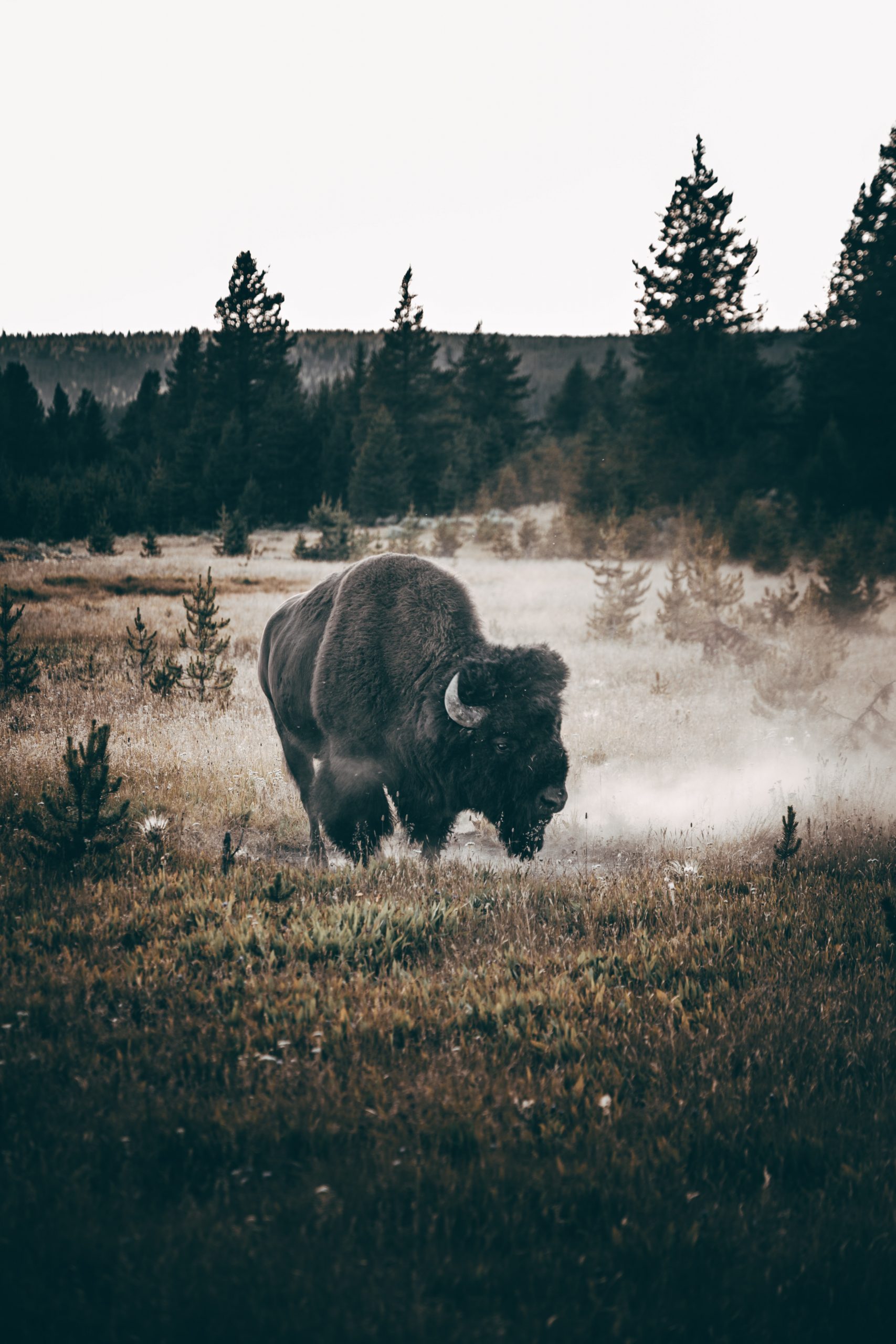 Parque nacional de Yellowstone